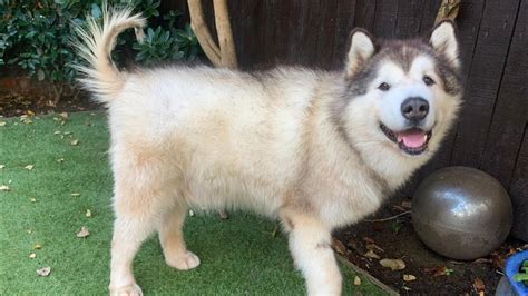 how is phil doing in my life with malamutes|Giant Malamute With Alopecia X / Coat Funk! Phil's .